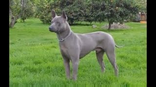 DOG BREEDS RASE LIST – TV: TIBETAN MASTIFF DOG RASE, TIBETAN TERRIE...