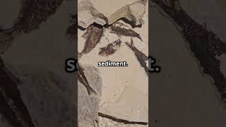 Fossils 101 Natures Time Capsules