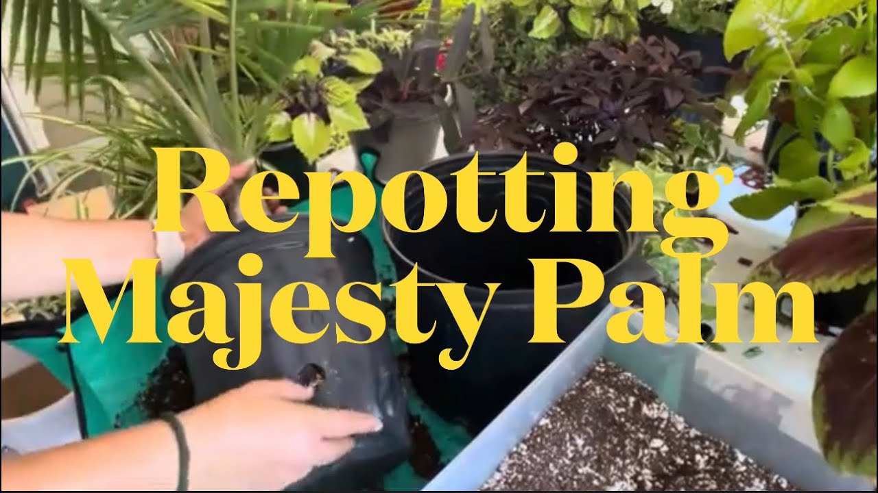 Repotting MAJESTY PALM SOIL MIXStep by Step Guide ll Do’s & Don’ts