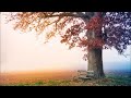 موسيقى فيلم الوتر الهادئة موسيقى فيلم الوتر الهادئة