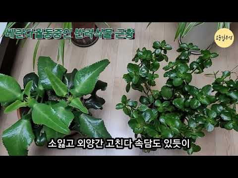 눈내리는 풍경/베란다 월동 식물 근황