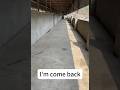 Funny Animal：I'm come back😎