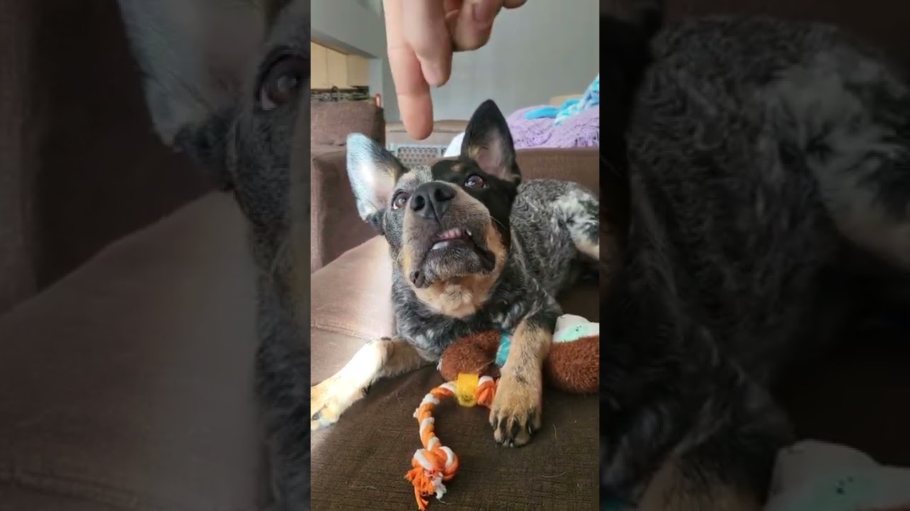 Marcie Has Her Stank Face On 😅🐾 