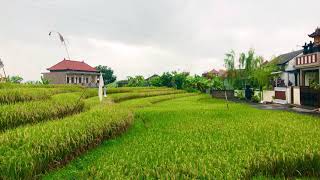 soft rain sounds, birds singing, relaxing nature sounds, sleep relaxation, morning Bali village screenshot 3