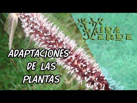 Adaptaciones de las Plantas, Introducción
