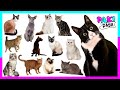 Razas de gatos n 1  learn cats and sounds kittens chaton    katze  chat    