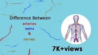 What is the difference between Arteries, Veins & Nerves ?
