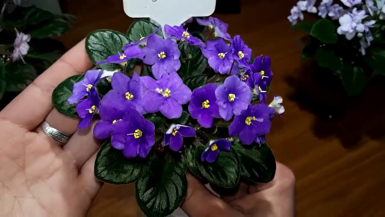 Опасный вредитель трипс. Как его вывести из коллекции.