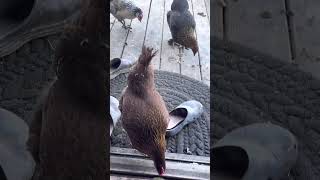 Bigma Hennie Rushing Me Again