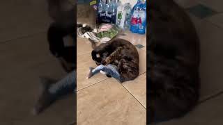 Smart Dog and cat cute #shorts #9867