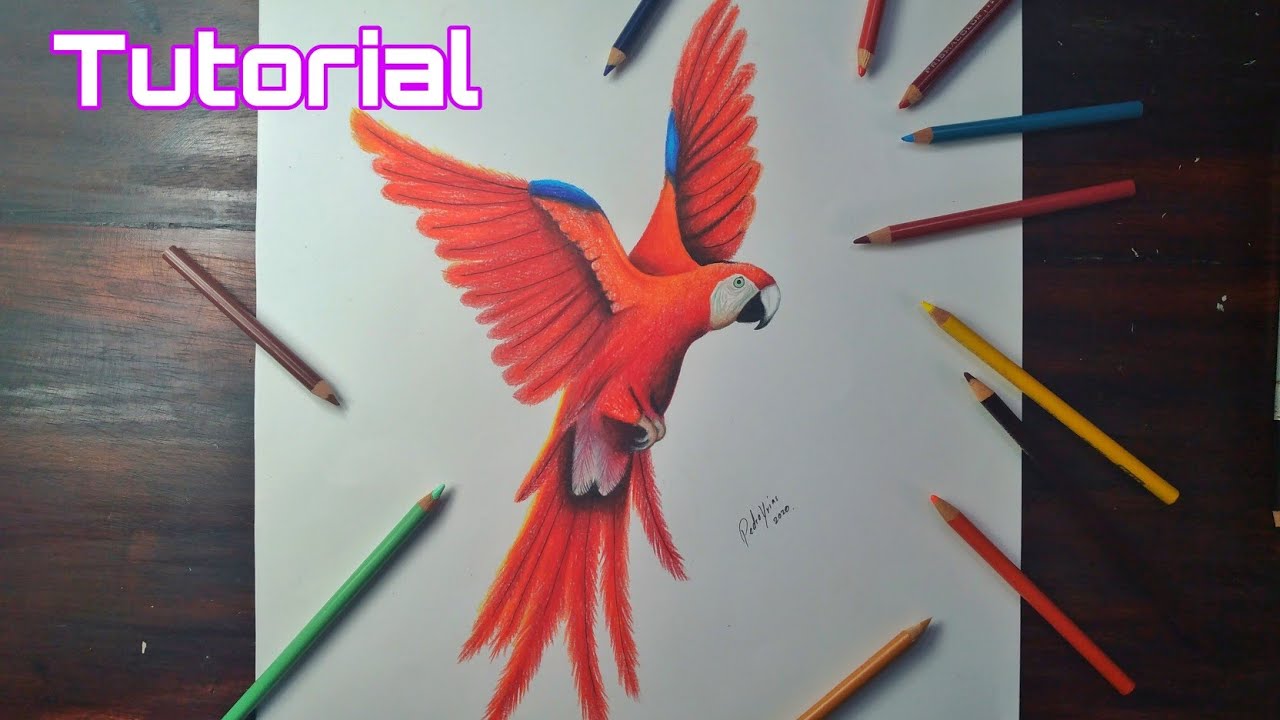 Cómo Dibujar un Pájaro (Guacamaya) con Lápices de Color - YouTube