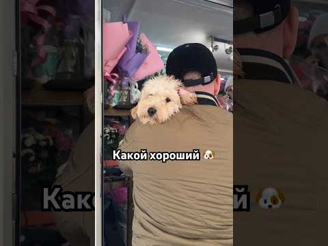 Собака Собачники Приколы Юмор Мультипульти Мальтипу