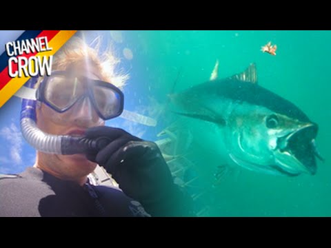 Crows in Port Lincoln: Swiming with Tuna - YouTube