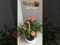 Orange rose#brazil #saopaulo #reels #youtubeshorts #rose #explore
