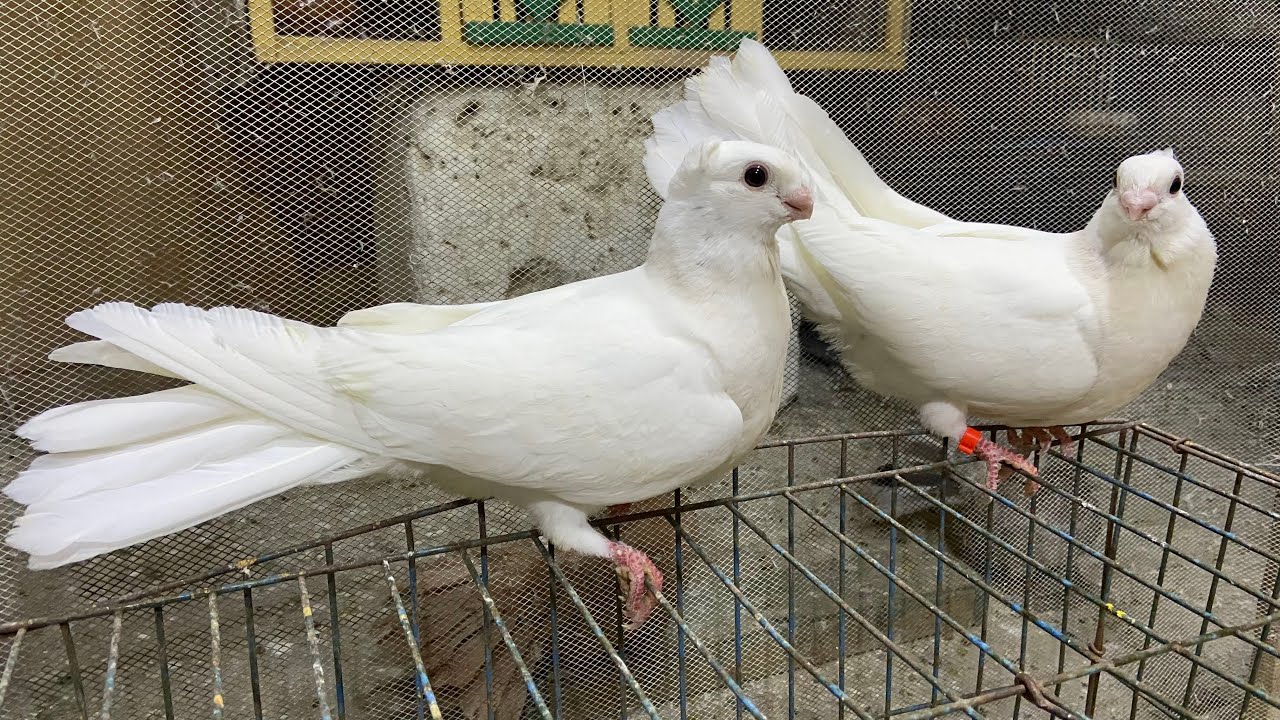 عملت 100 كيلوووو كلفه للحمام😎اعرف المكونات