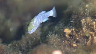 Skinny-dipper kills rare fish