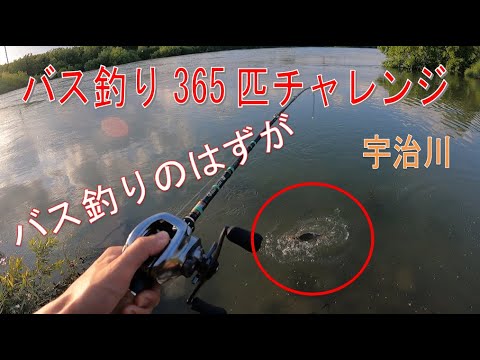 5月3日 宇治川でバス釣り いやナ ズ釣り Youtube
