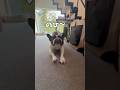 今日もみんなおはよう☀️#shorts#shortsvideo #frenchbulldog #フレンチブルドッグ #フレブル7兄弟 #フレブル多頭飼い