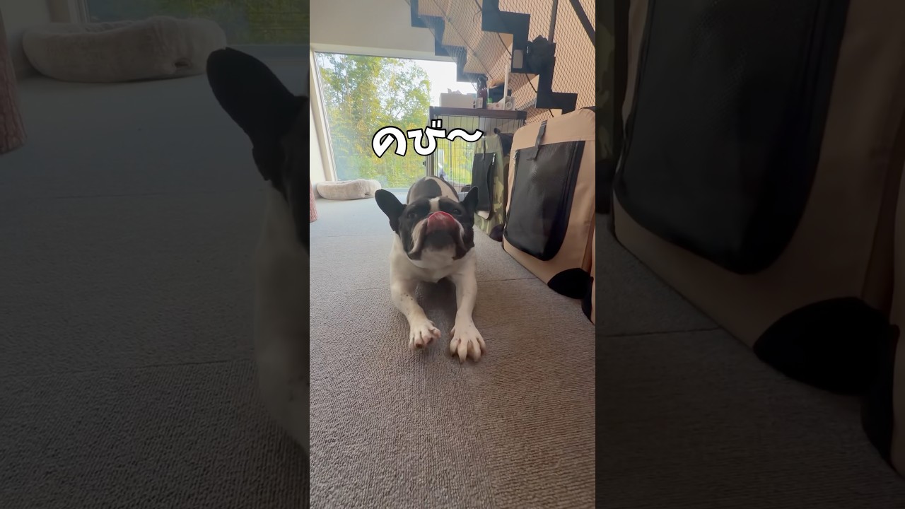 今日もみんなおはよう☀️#shorts#shortsvideo #frenchbulldog #フレンチブルドッグ #フレブル7兄弟 #フレブル多頭飼い