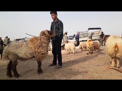 سوق الحدادية 2023 5 22 ربج الدلال أبو جميل ونوري والتاجر ربيع وحركة سوق الفحول واللحم والبقر والحليب