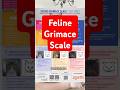 Die Feline Grimace Scale - wichtig für Katzenhalter #Katzen #katzenalltag #katzenliebe