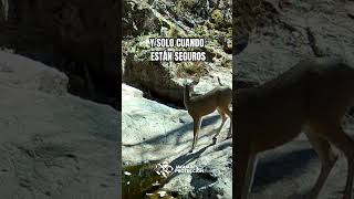 El estrés por beber - venado  #nayarit #naturaleza #jaguaressinproteccion #animals  #trailcamera
