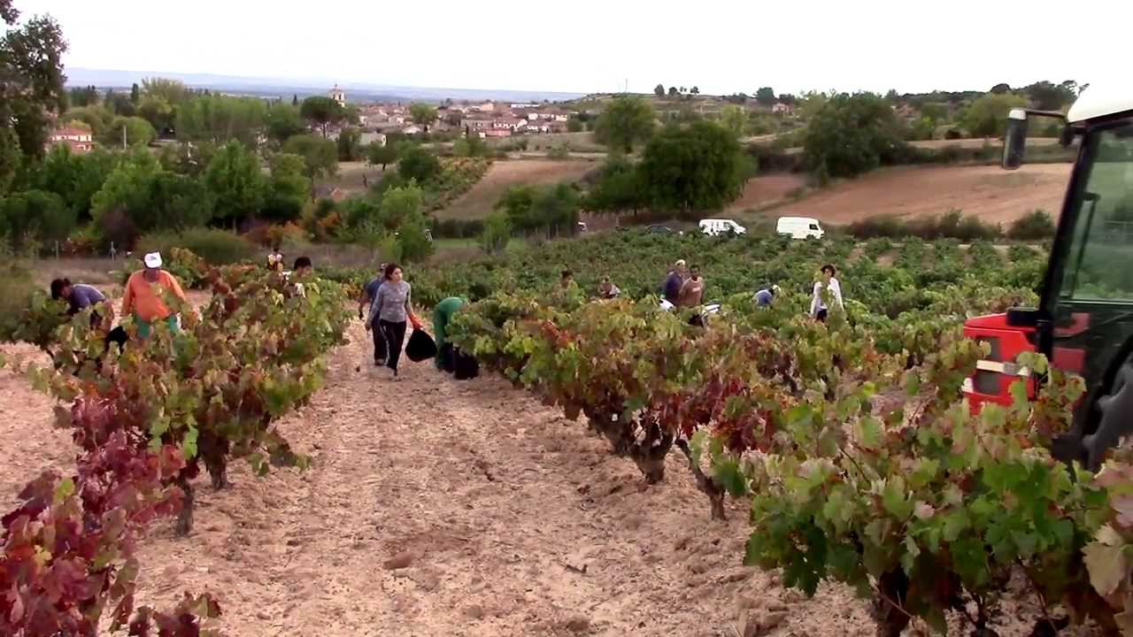 Vendimia 2013 / ValSotillo
