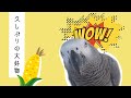 今年はアレクサも巻き込んで大騒動ですw【お喋りヨウムのずぅちゃん】