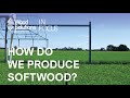 How do we produce softwood?