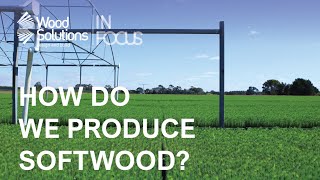 How Do We Produce Softwood?