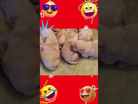 Warmth Seeking Wonders❗ Golden Retriever Puppies' Cozy Instincts Revealed🐾❤️ #shorts #puppy #puppies