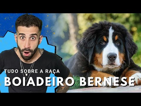 Vídeo: Bernese Mountain Dogs: Brincalhão, animais de estimação energéticos