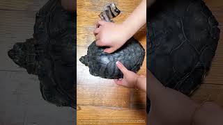 Peeling My Turtles Shell?