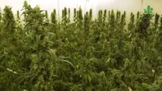 How is the world going to regulate medicinal cannabis? - Cannabis News Network