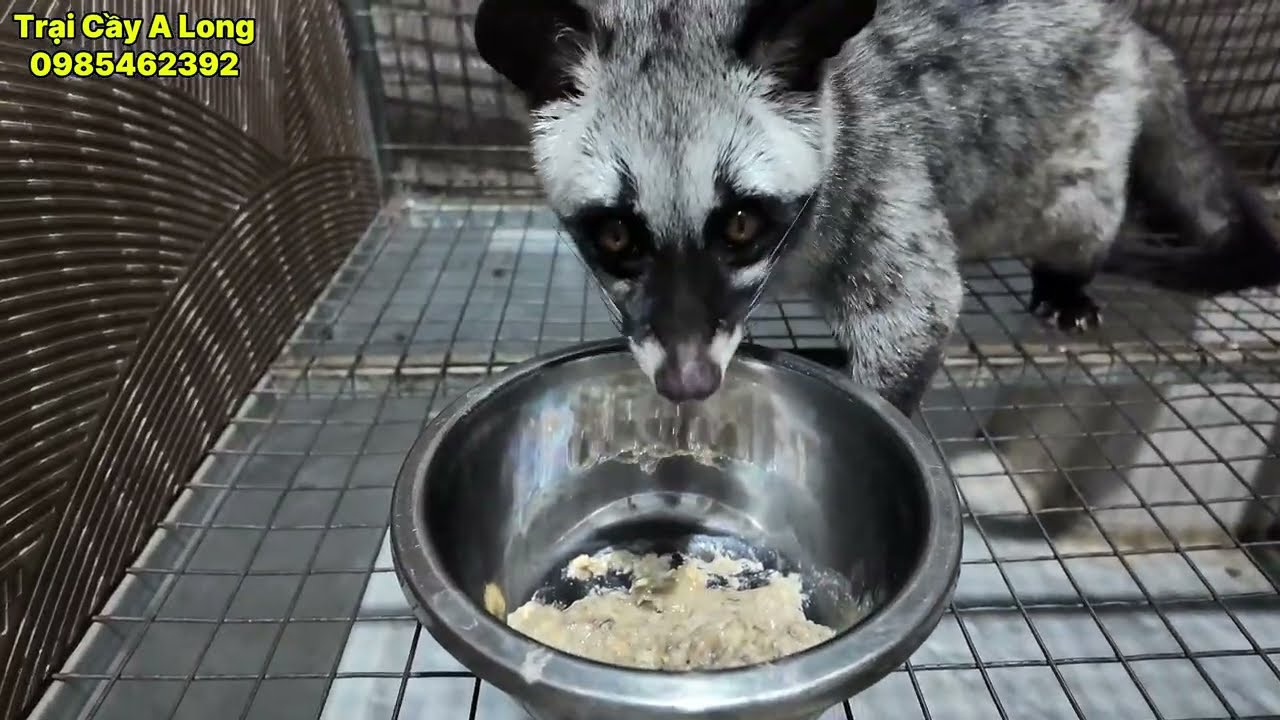 baby nuôi bao lâu thì đẻ