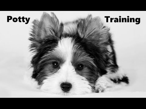 How To Potty Train A Biewer Puppy - Biewer House Training ...