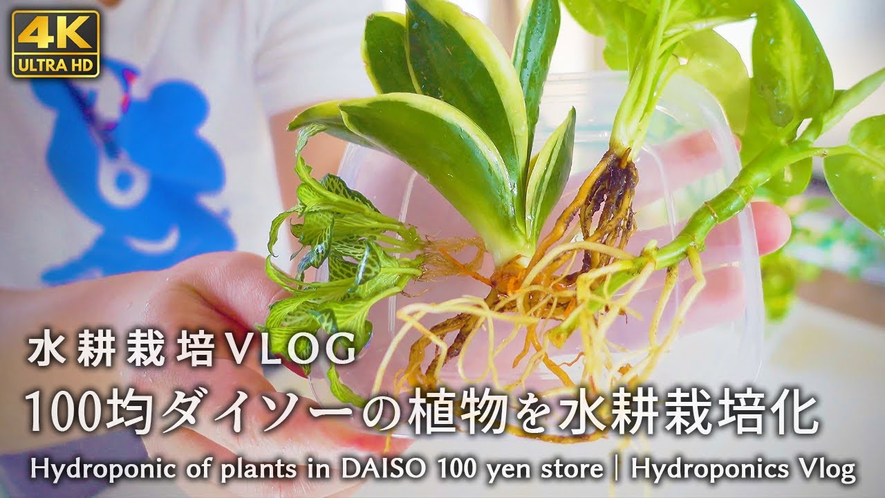 100均 ダイソーの観葉植物を水耕栽培化 植物観察 Vlog Youtube