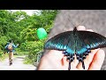 【神回】ミヤマカラスアゲハが大量に集まる花を発見しました【虫取り】