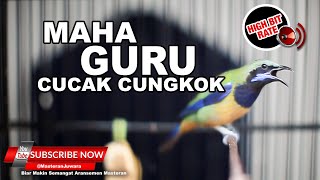 #1 🔴Cucak Cungkok Gacor Isian Mewah Nembak Nembak❗️