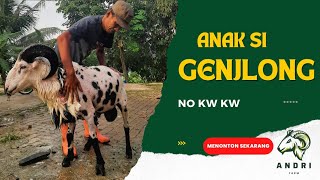 ASLI ANAK SI GENJLONG NO KW SEKARANG PLEK 4