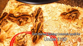 Getting started with Coturnix Quail for under $100