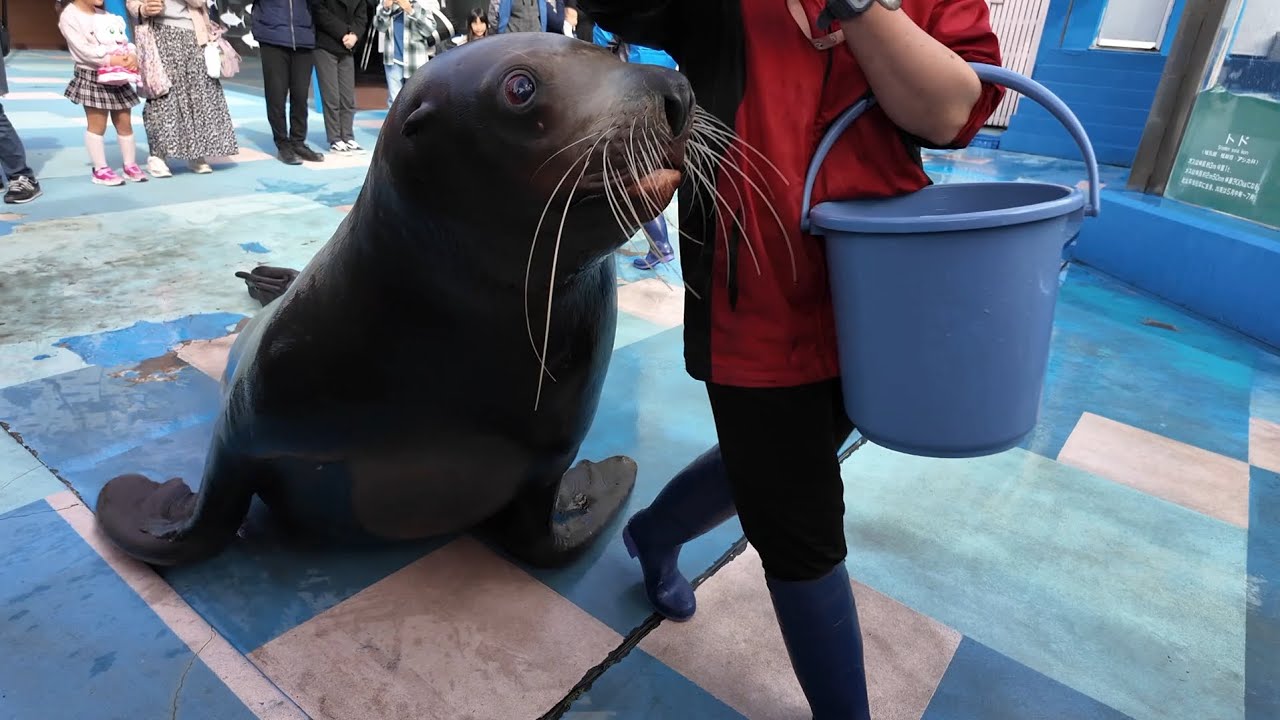トドのお食事タイム　伊勢シーパラダイス　26.02.24