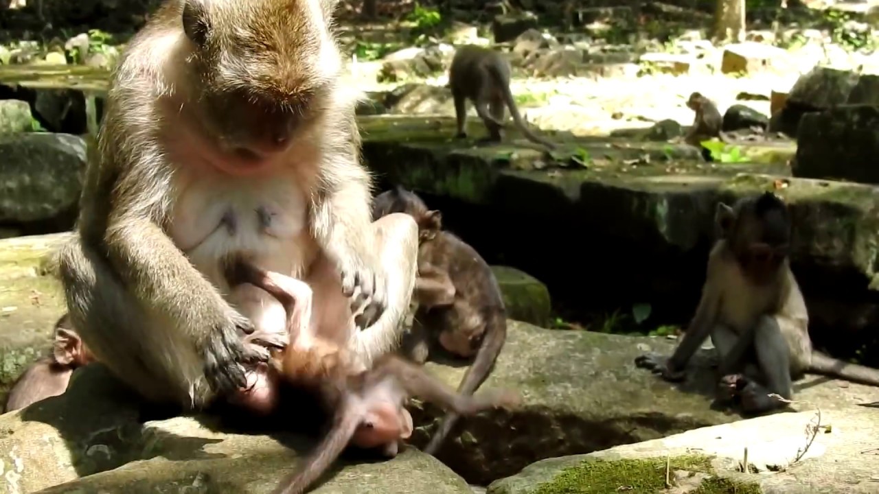 Be About To Die Baby Brutus JR| Very Cruel Dolly Push, Pull and Hit Baby Brutus JR and Lori Hard