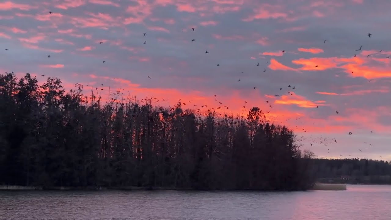 Skarv koloni Västra Styran april 2025