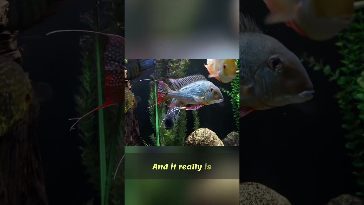 Geophagus Altifrons Cichlid Tank: A Gentle Giant's World