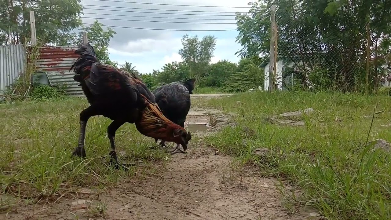 pure peruvian black knight