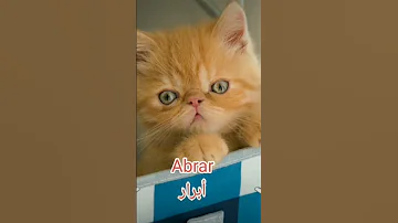 Abrar ابرار 