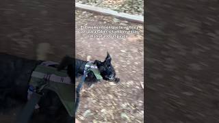 Cuando Tu Perro Confirma Que Eres Su Persona Favorita En Su Momento Favorito