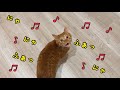 上機嫌に歌を歌い始める猫がかわいすぎたw【猫 鳴き声】