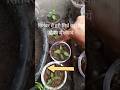 Green Chilli plant reporting #Home gardening # How To Grow Green Chilli plant #minivlog #organic #